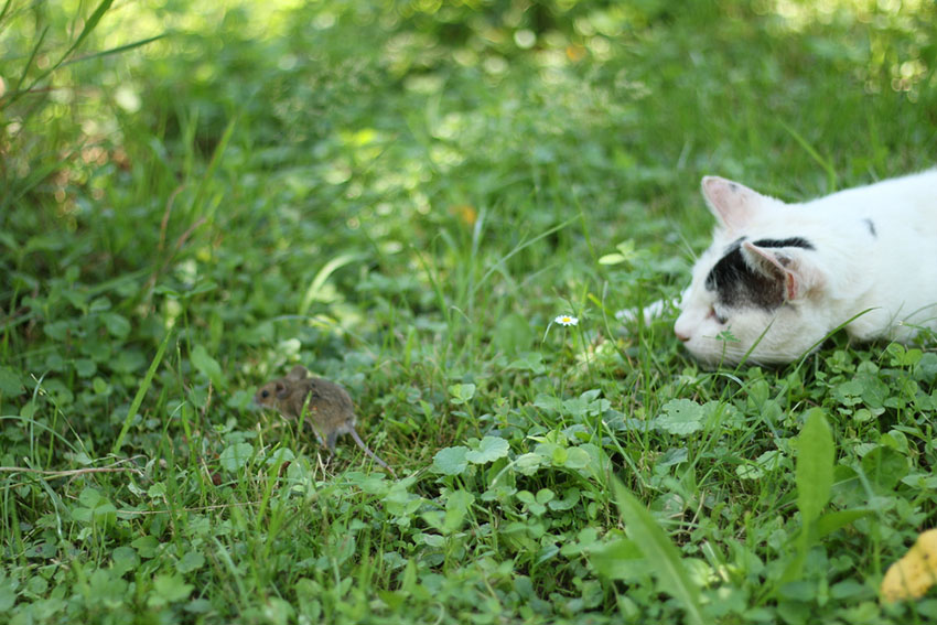 A cat hunting a mouse to supplement her diet