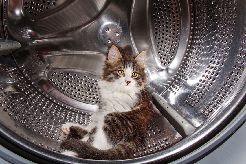 A playful cat hiding in a washing machine