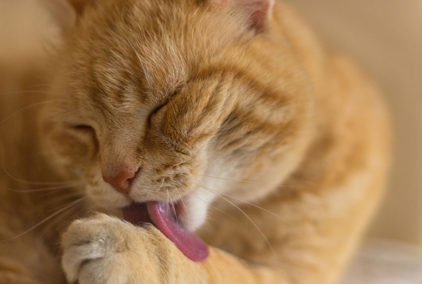 Cat licking paws