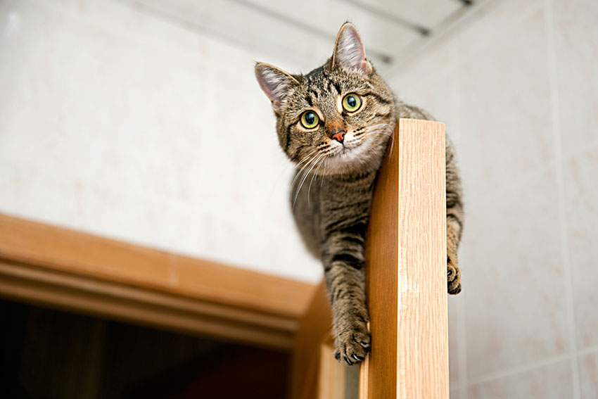 Cats get very attached to their homes and do not like the idea of moving house