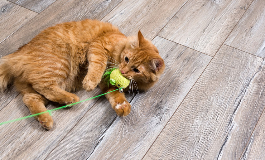 A cat playing happily in a safety proofed home