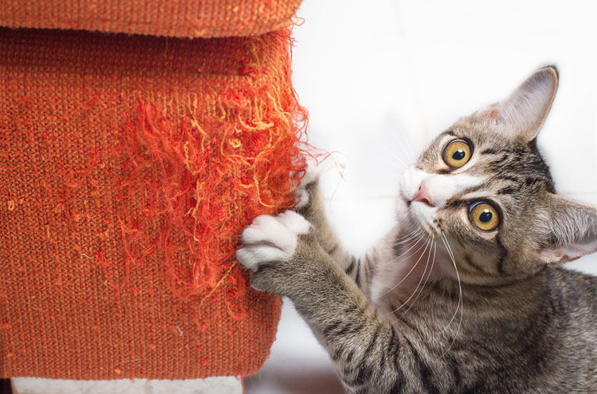 Just what you don't want - a sofa disguised as a scratching post!