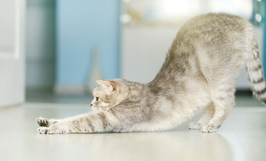 stretching time for this pet cat