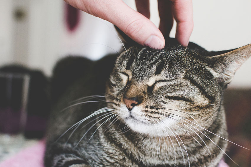 Striped Tabby cat enjoys being stroked