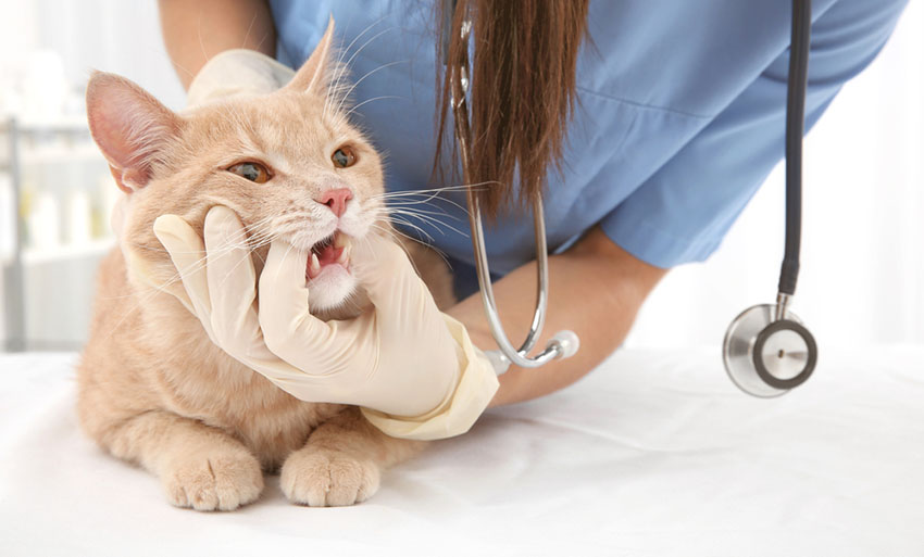 Mouth, tooth and gum check-up at the vet's