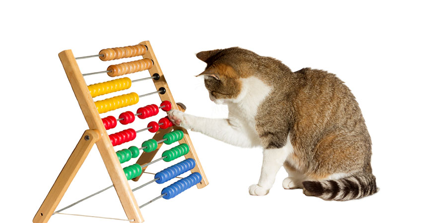 Cat tricks - cat with abacus using paw to count