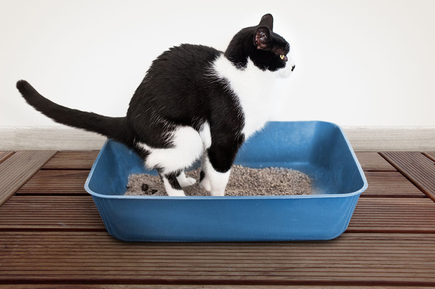 Cat using an open litter tray