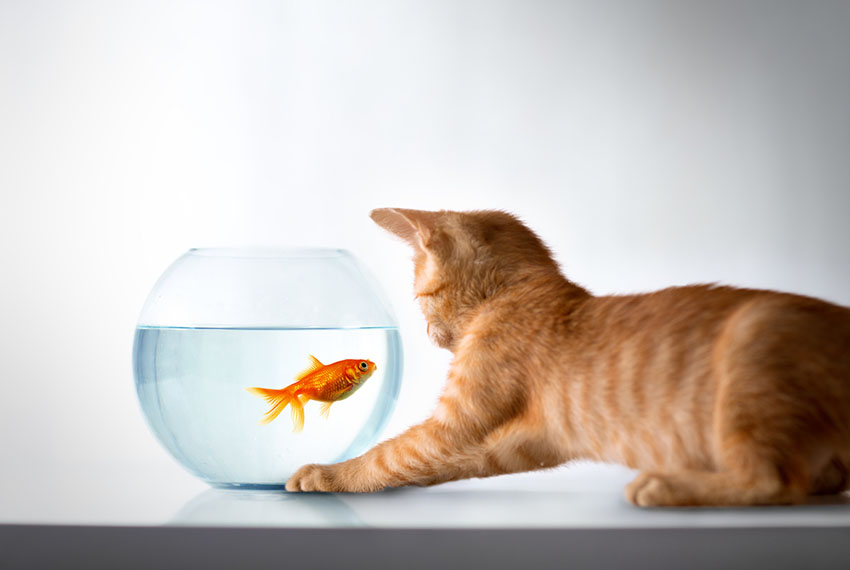 A cat watching a goldfish swimming in a bowl