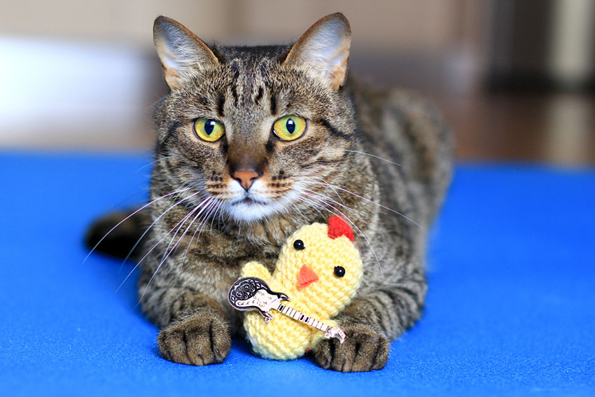 Cat with Toy