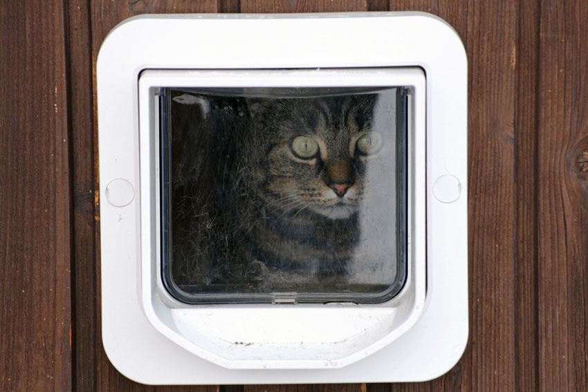 A cat flap is the key to your pet cat's freedom