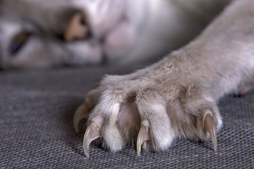 Cat claws can damage furniture