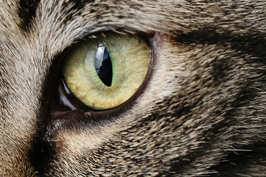 close up of a cat's eye