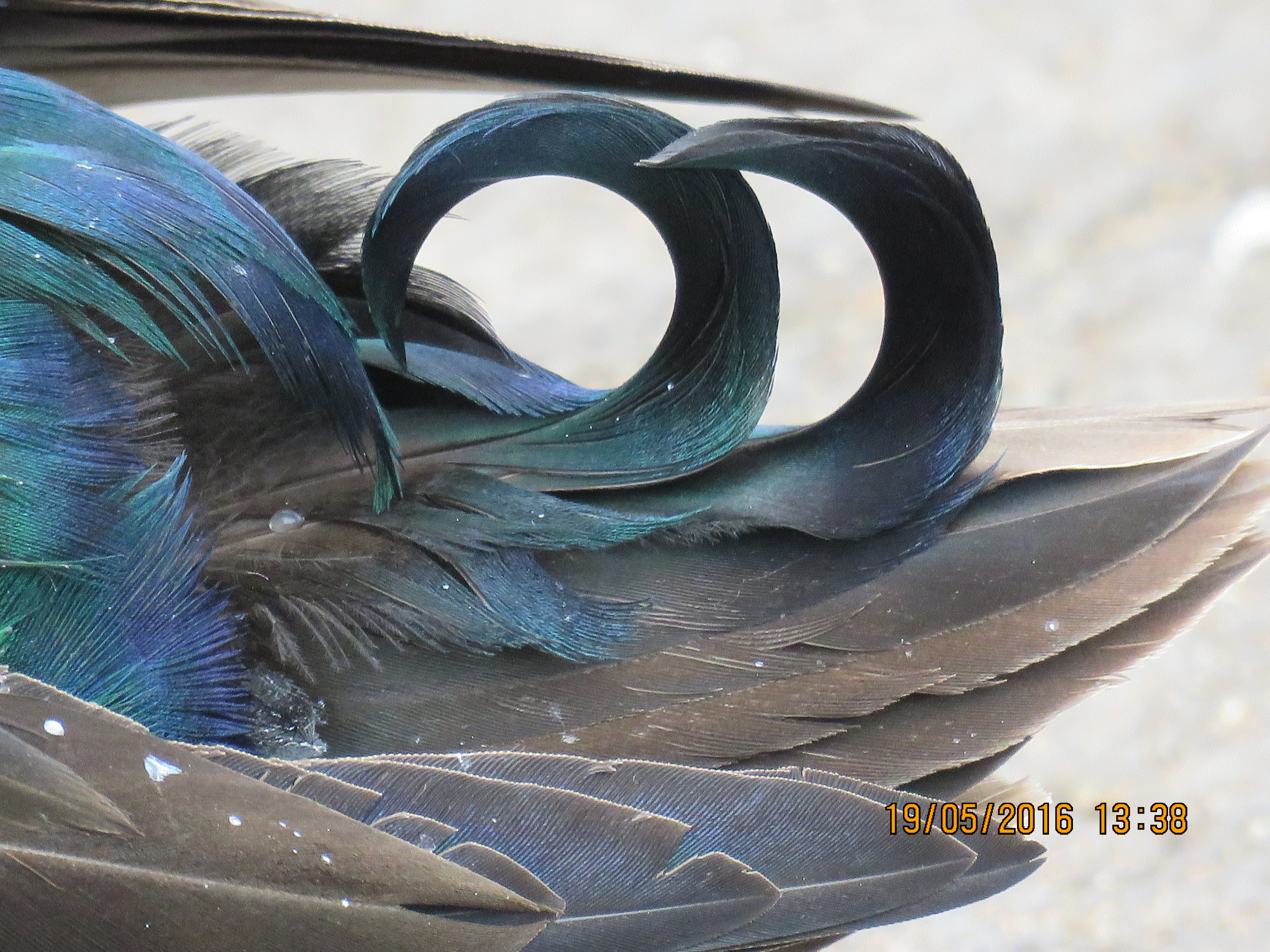 Cayuga Ducks Breed Information Omlet