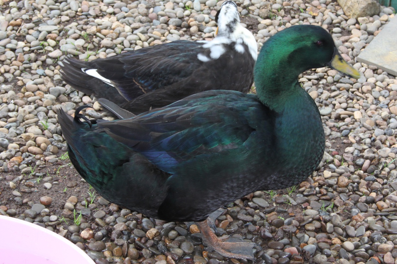Cayuga Ducks Breed Information Omlet Cayuga Ducks Breed Information Omlet