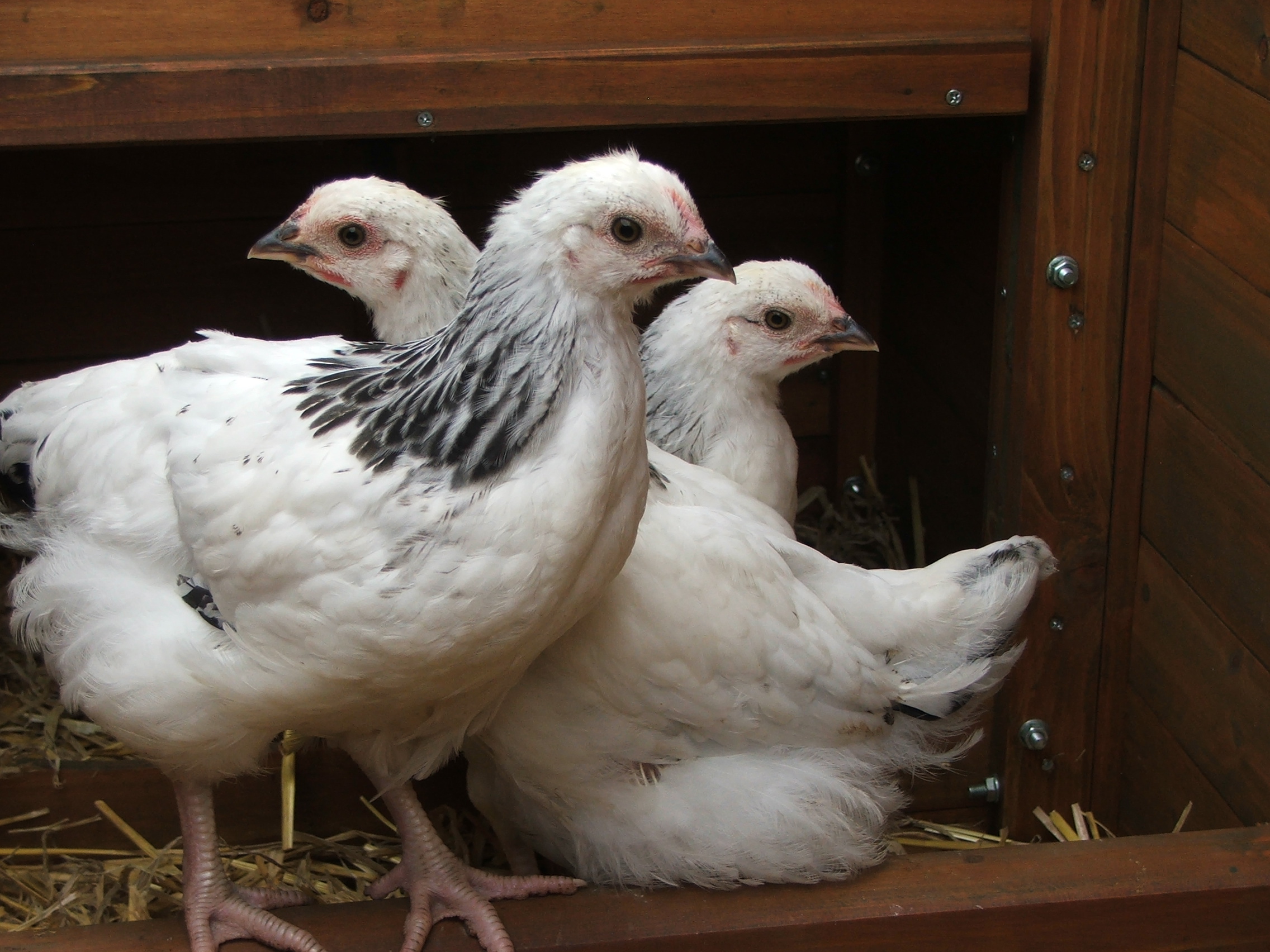 Sussex For Sale Chickens Breed Information Omlet