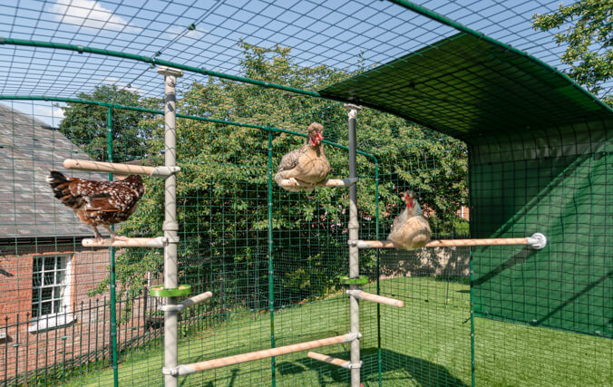 The PoleTree chicken perch utilizes the vertical space in your chicken run in the most fun way possible!