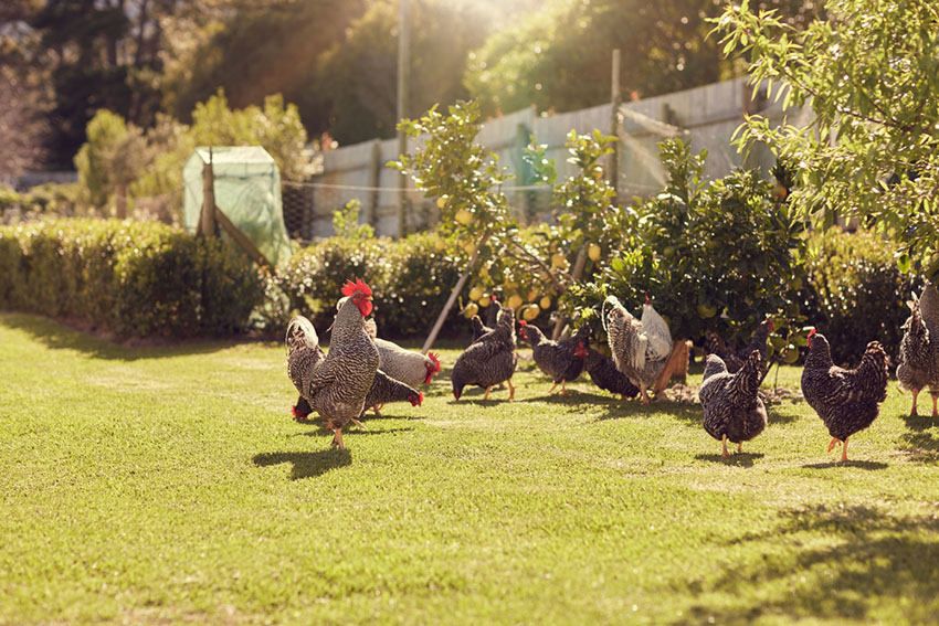 chickens in the garden