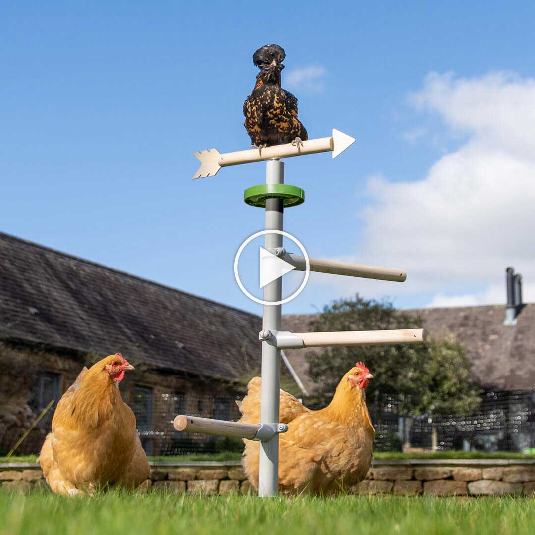 Chickens perching in the yard in the Omlet Free Standing Universal Chicken Perch