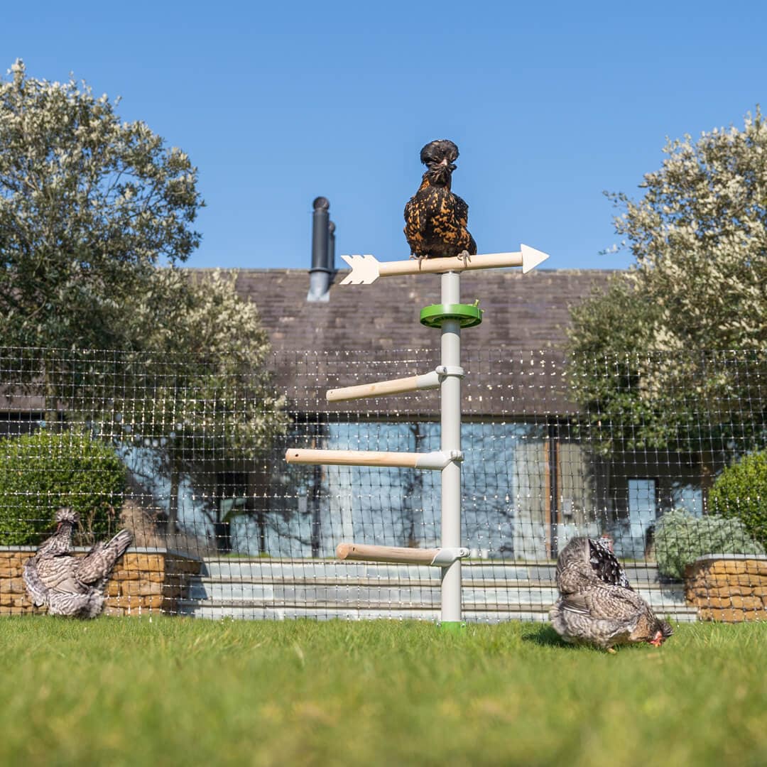 Chicken flock playing with chicken toys and perching in the yard Free Standing Chicken Perch Tree