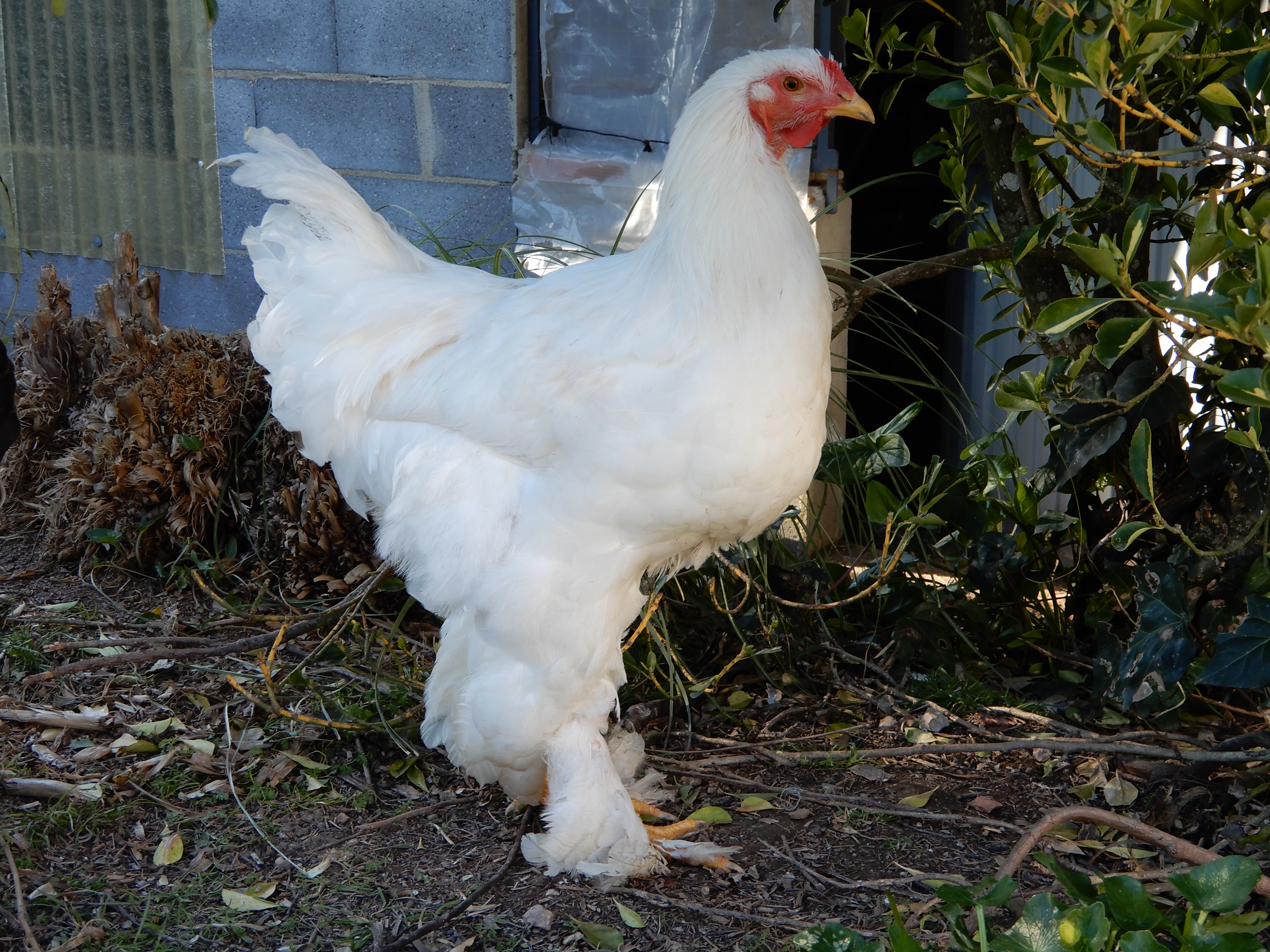 show chickens chickens guide omlet us