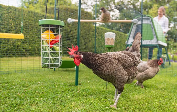 The Walk in Chicken Run gives your hens a larger area to explore, in complete safety!