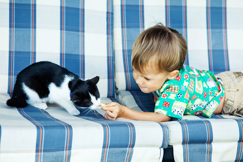 Children and cats