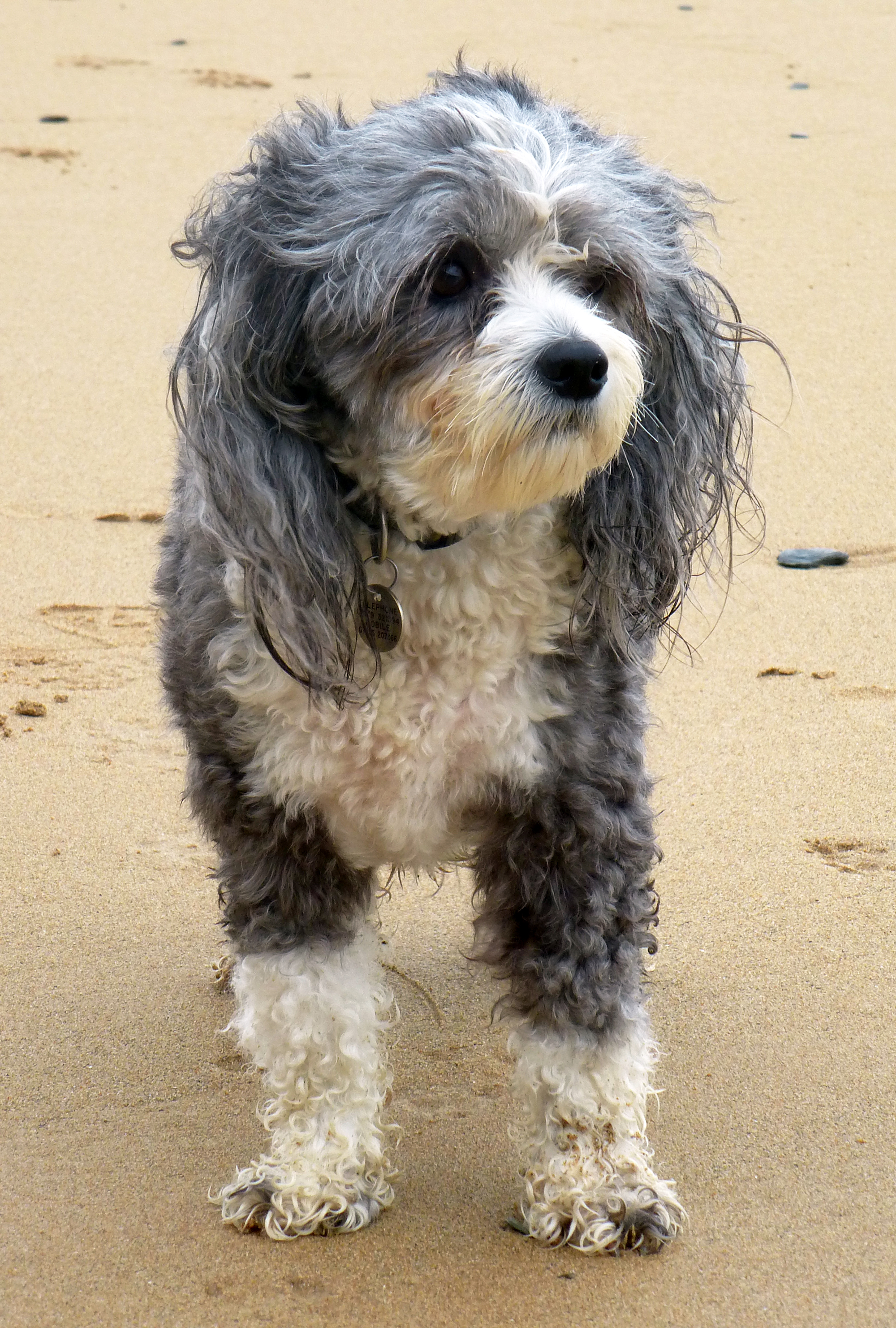 crested powder puff crested dogs breed information omlet crested powder puff crested dogs breed information omlet