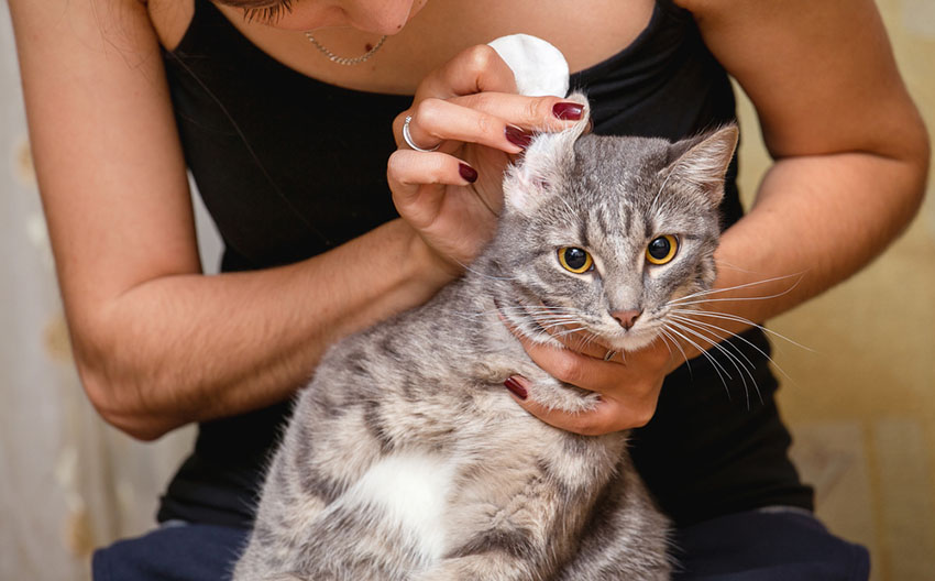 This cat is having her ears cleaned, after a treatment for ear mite