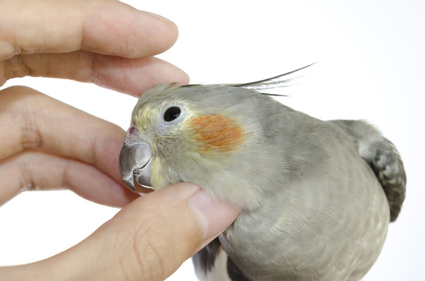 Cockatiel being tickled