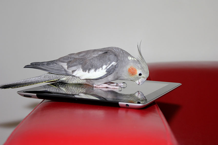 Cockatiel on mobile phone