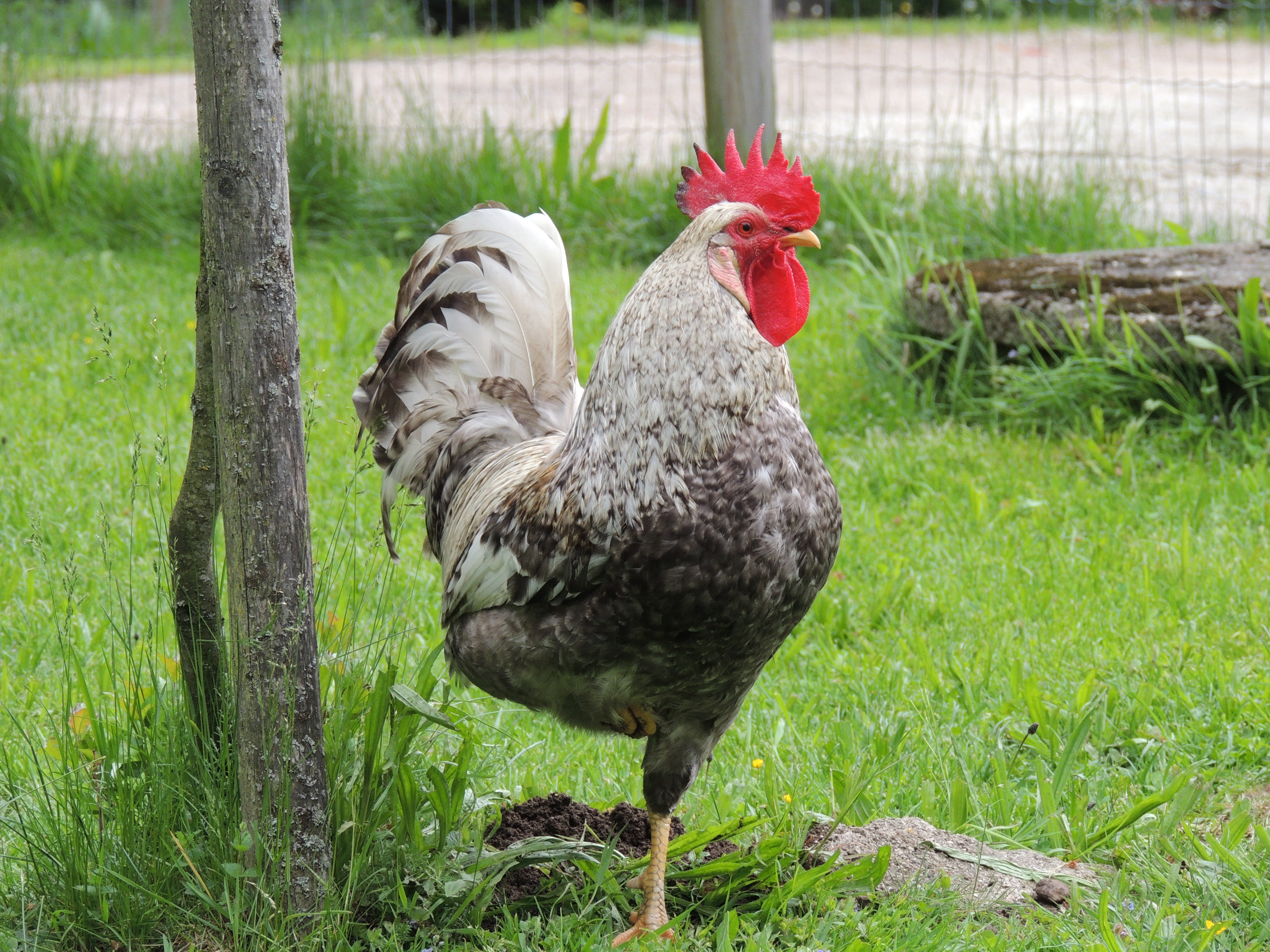 Cream Legbar For Sale Chickens Breed Information Omlet