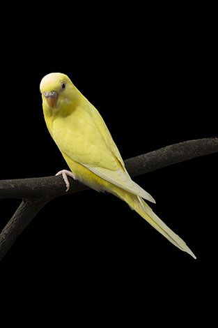 creamino parakeet