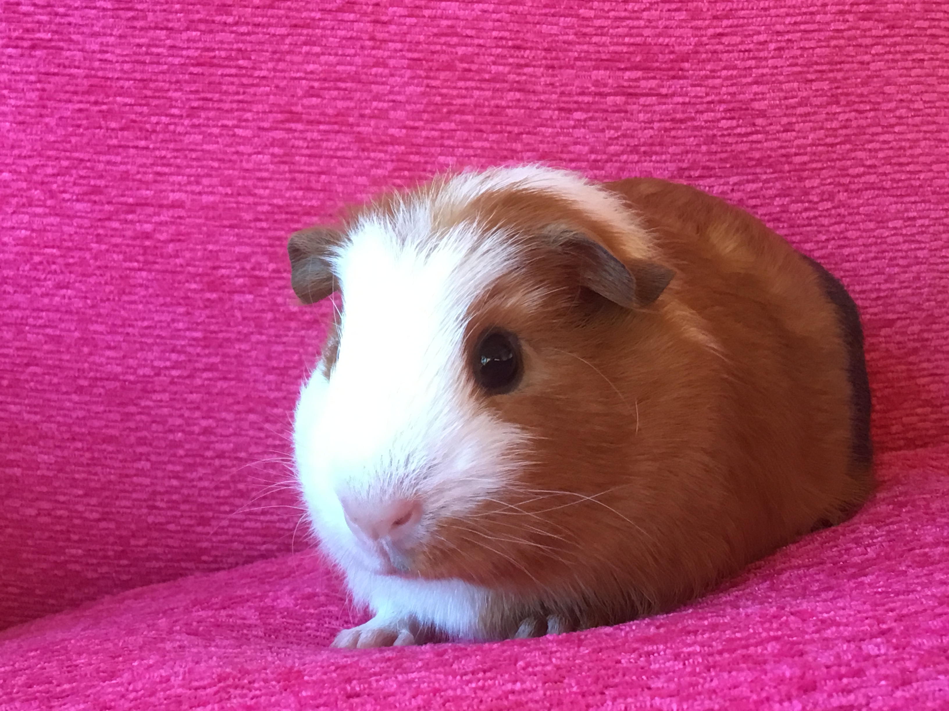 Crested For Sale Guinea Pigs Breed Information Omlet