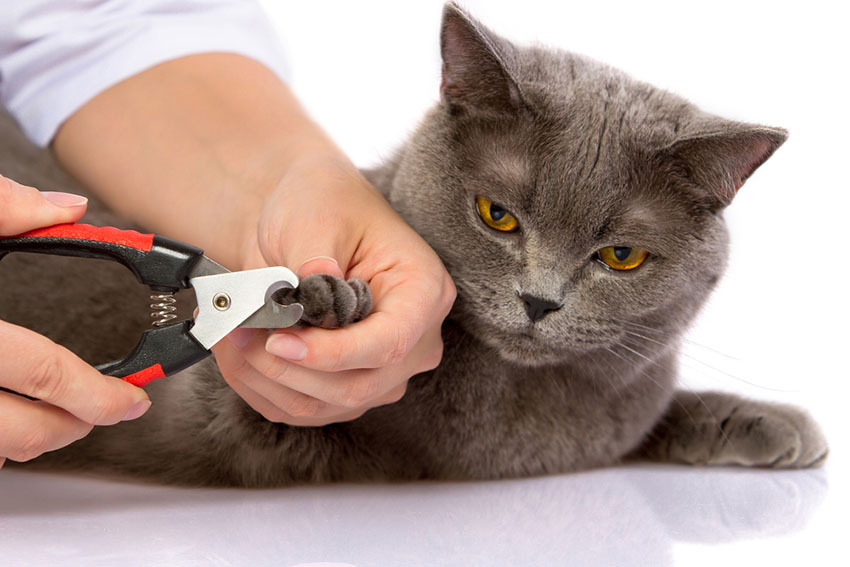 Cutting a cat's claws