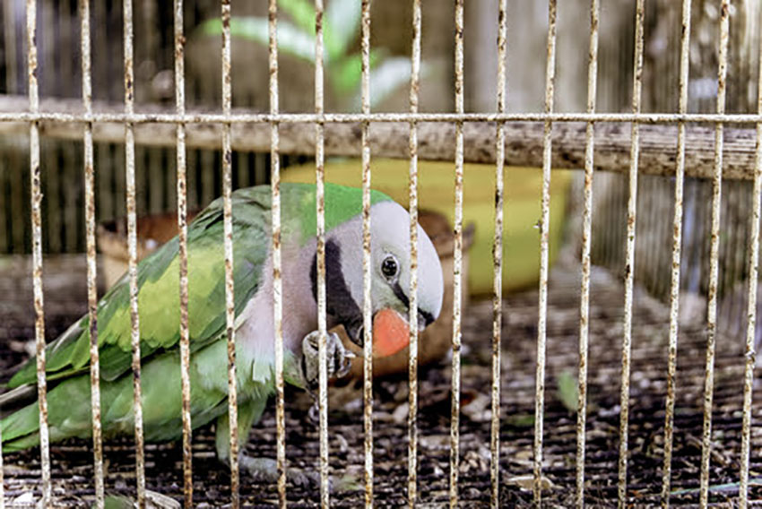 Derbyan parakeet in dirty cage