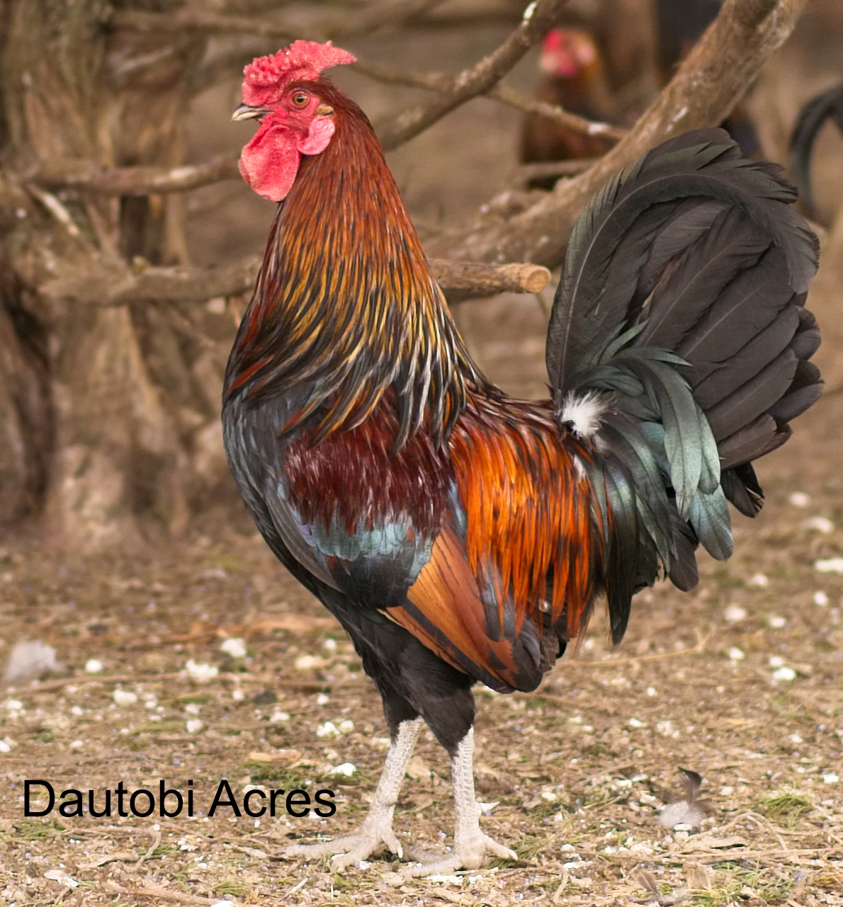 Derbyshire Redcap For Sale Chickens Breed Information Omlet