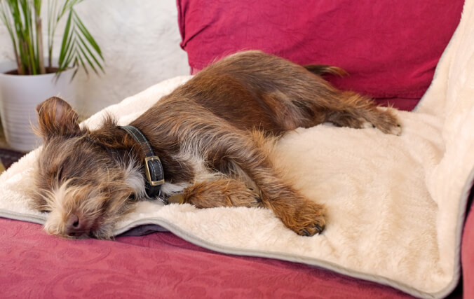 Small dog sleeping in a sofa using the luxury soft Omlet Blanket to protect the furniture.