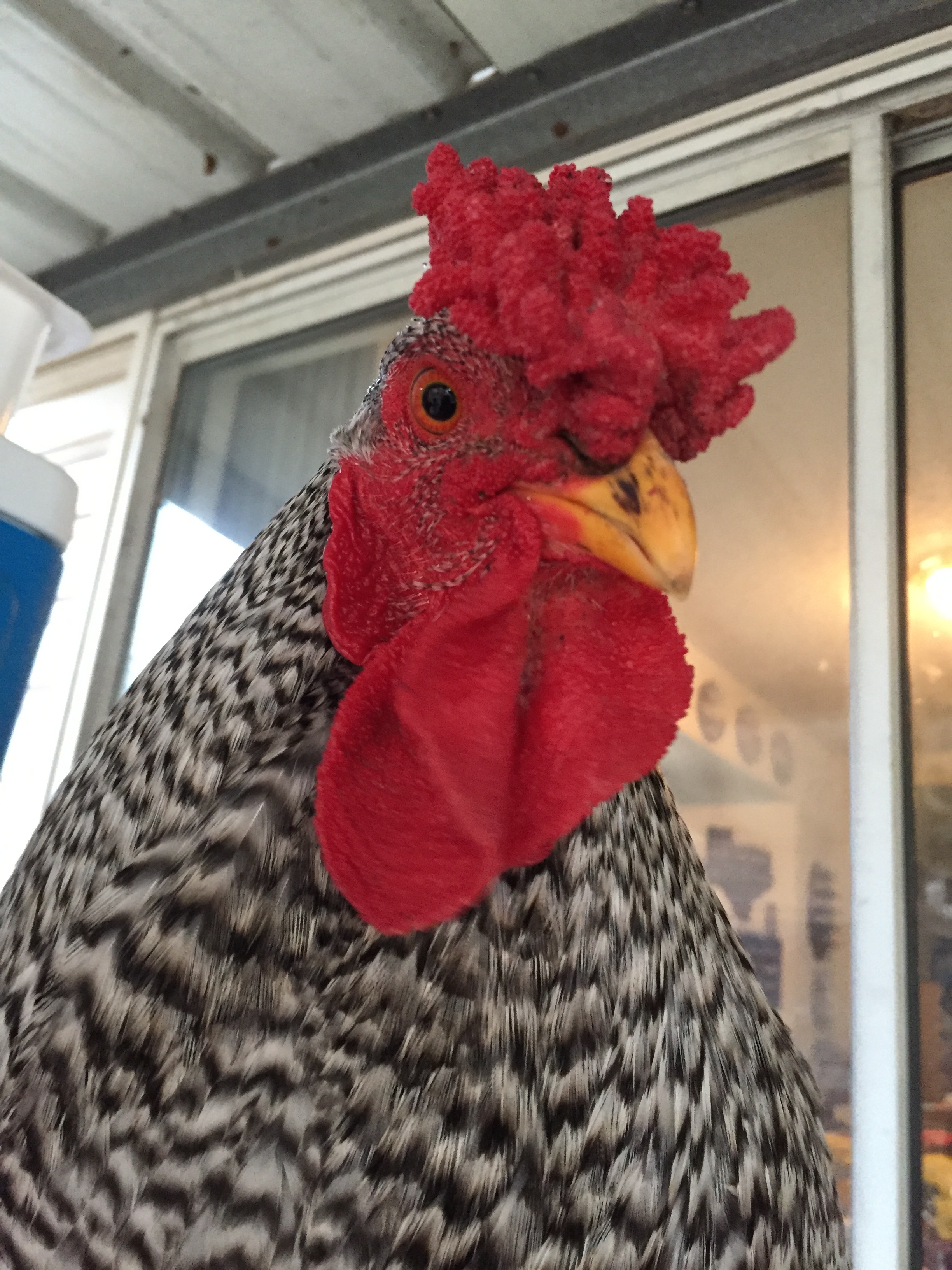 Large automatic chicken coop door Agricultural and Farming Products and Equipment Information