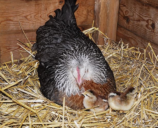 Dorking For Sale Chickens Breed Information Omlet