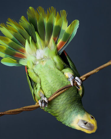 Double-yellow-headed Amazon