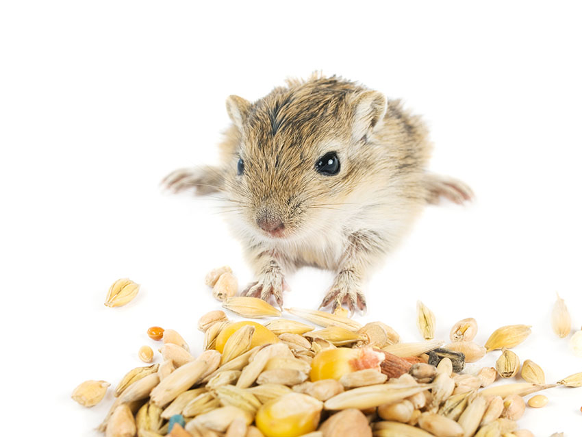 dry gerbil food 