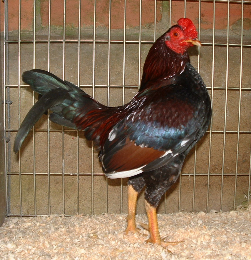 Old English Game For Sale Chickens Breed Information 