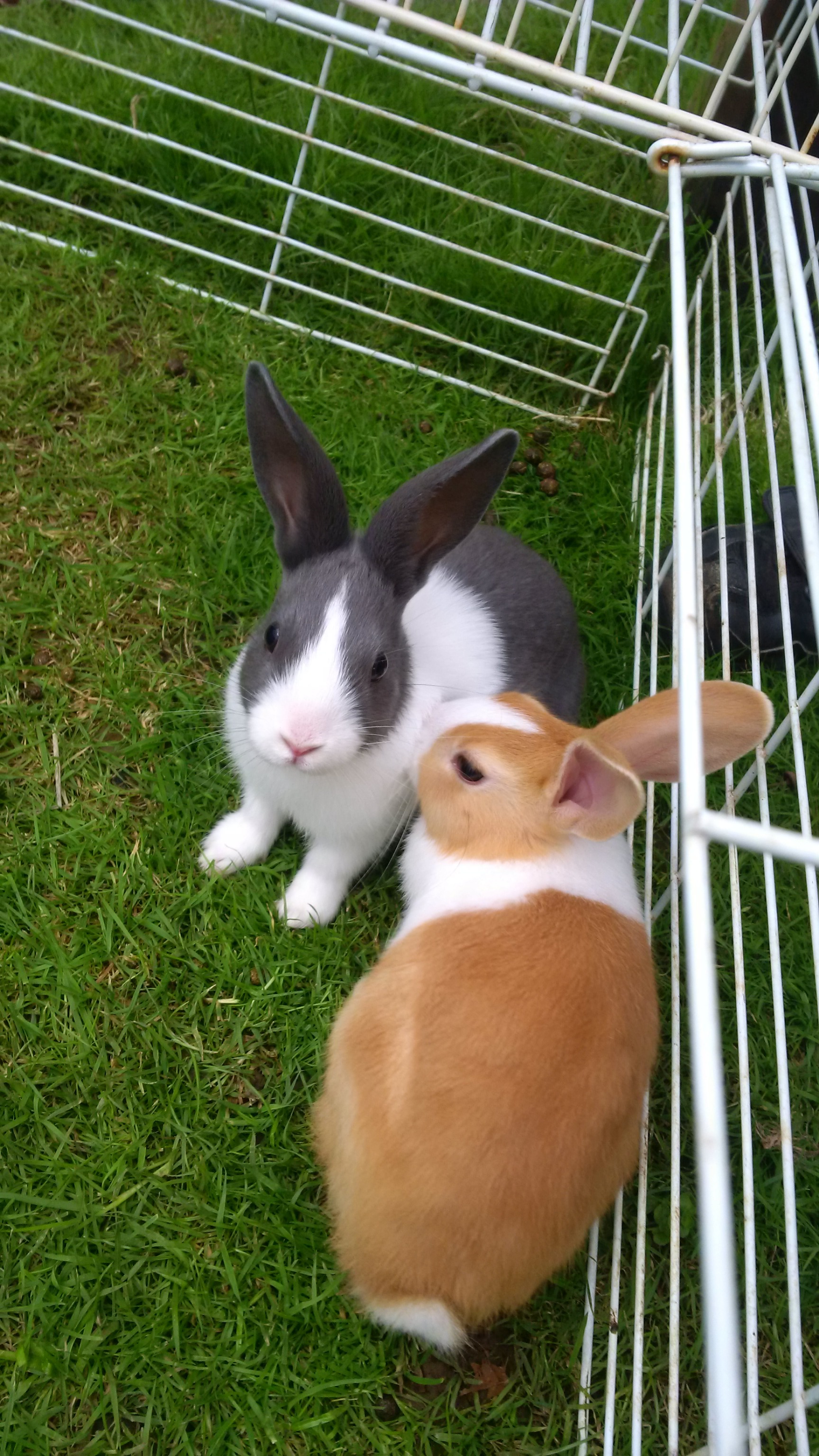 Dutch For Sale Rabbits Breed Information Omlet