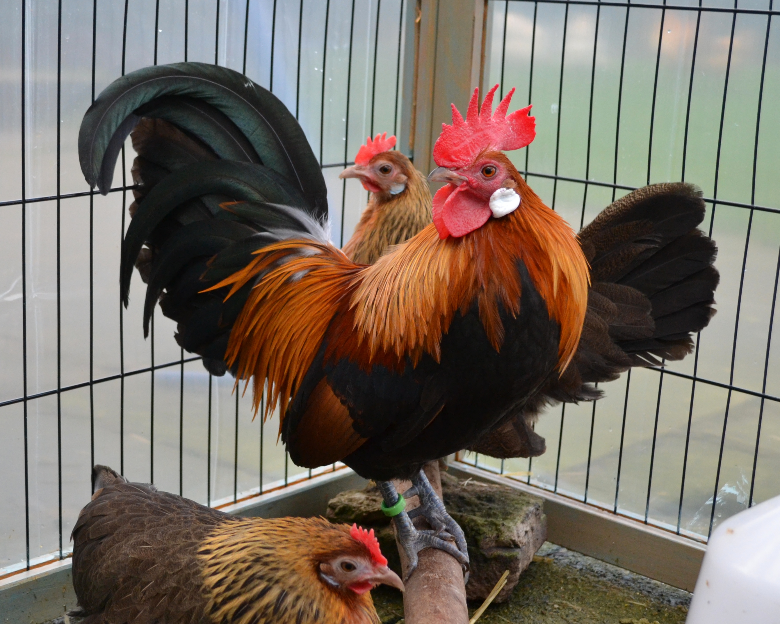 Bantam For Sale