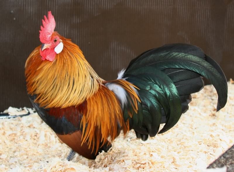 Dutch Bantam For Sale Chickens Breed Information Omlet