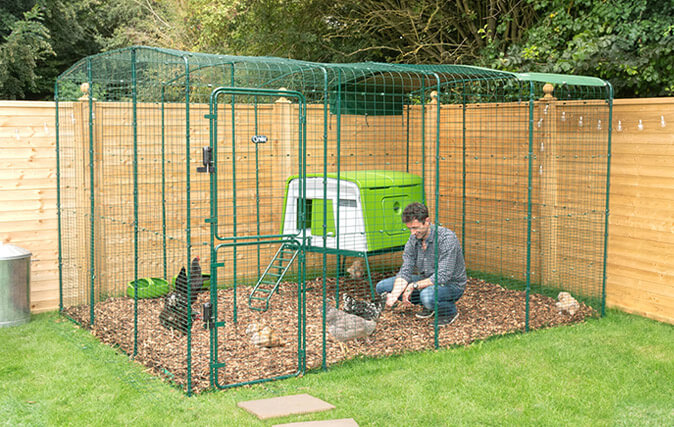 man with his chickens inside the walk in chicken  run