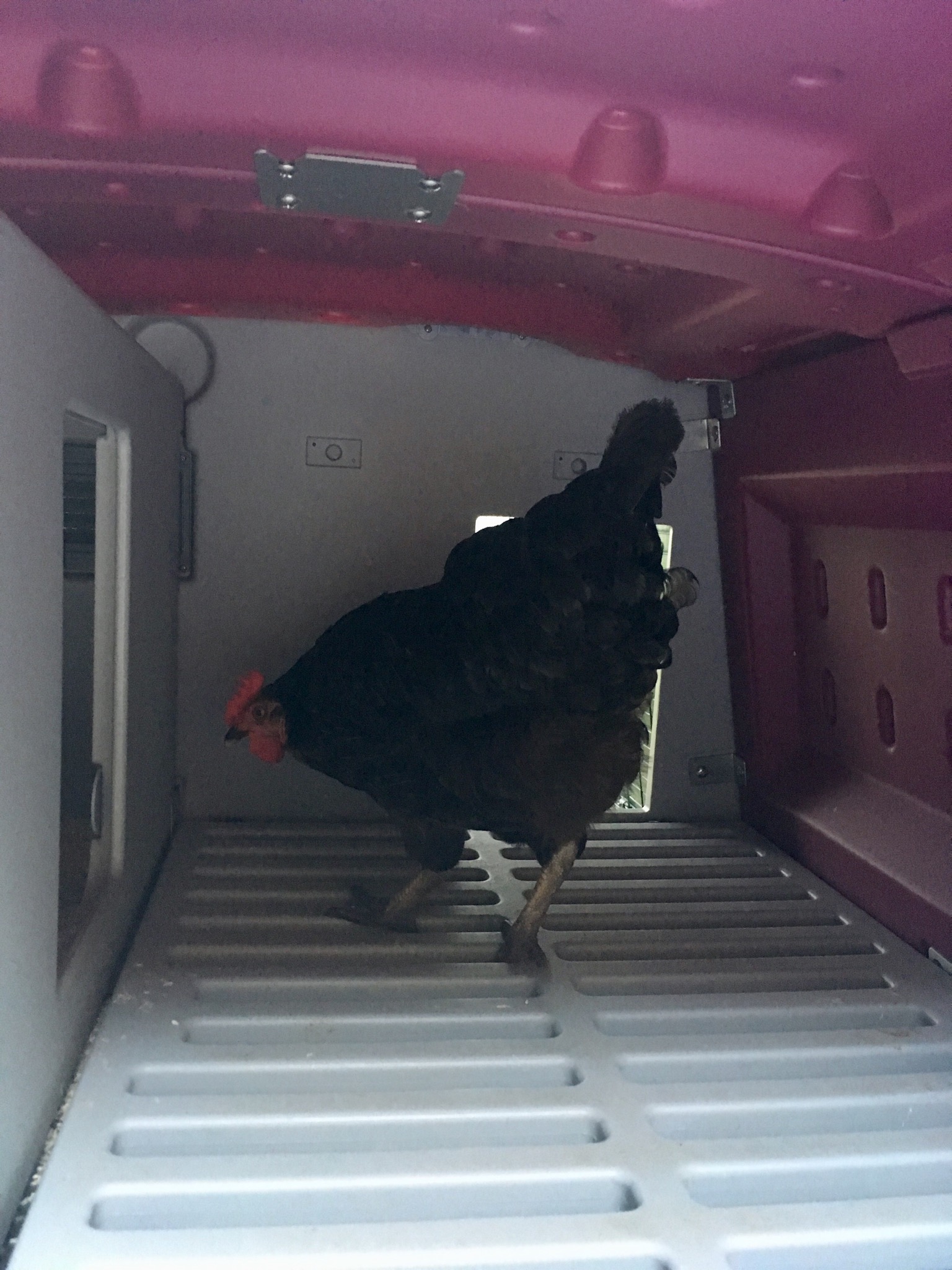 Reviews For Large Chicken Coop Eglu Cube Chicken Keeping Omlet