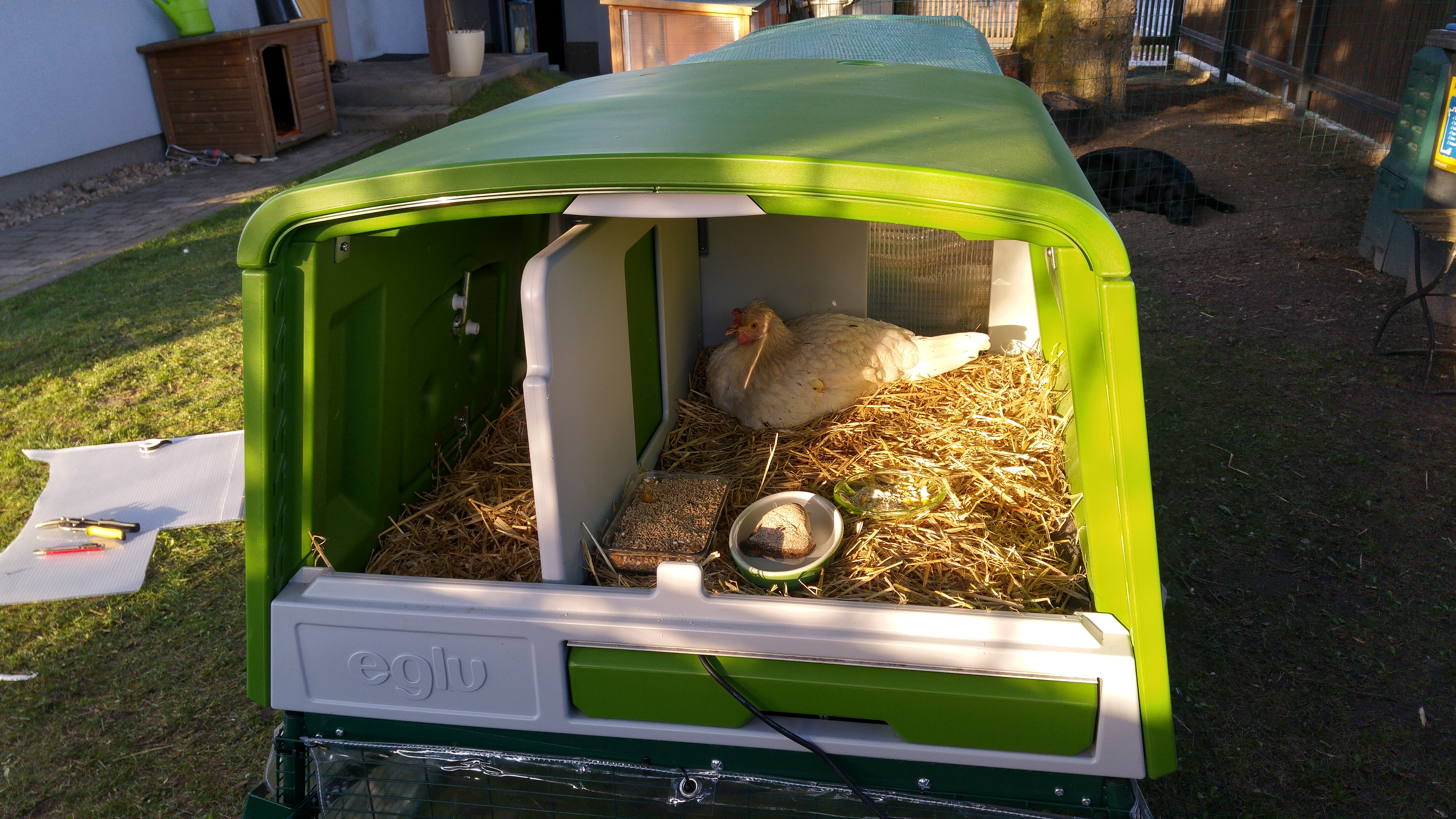 New Eglu Cube Chicken Coop Chicken Keeping Omlet
