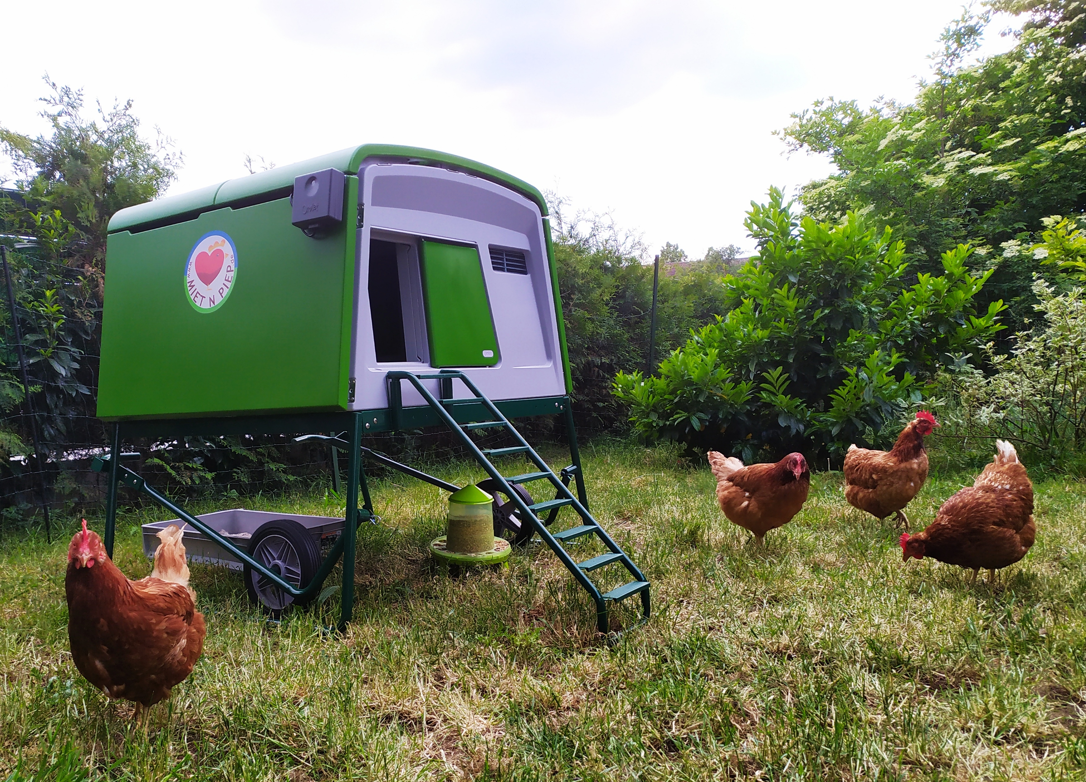 These hens love their Cube! Four orange chickens in a garden stood around a large green Cube chicken coop