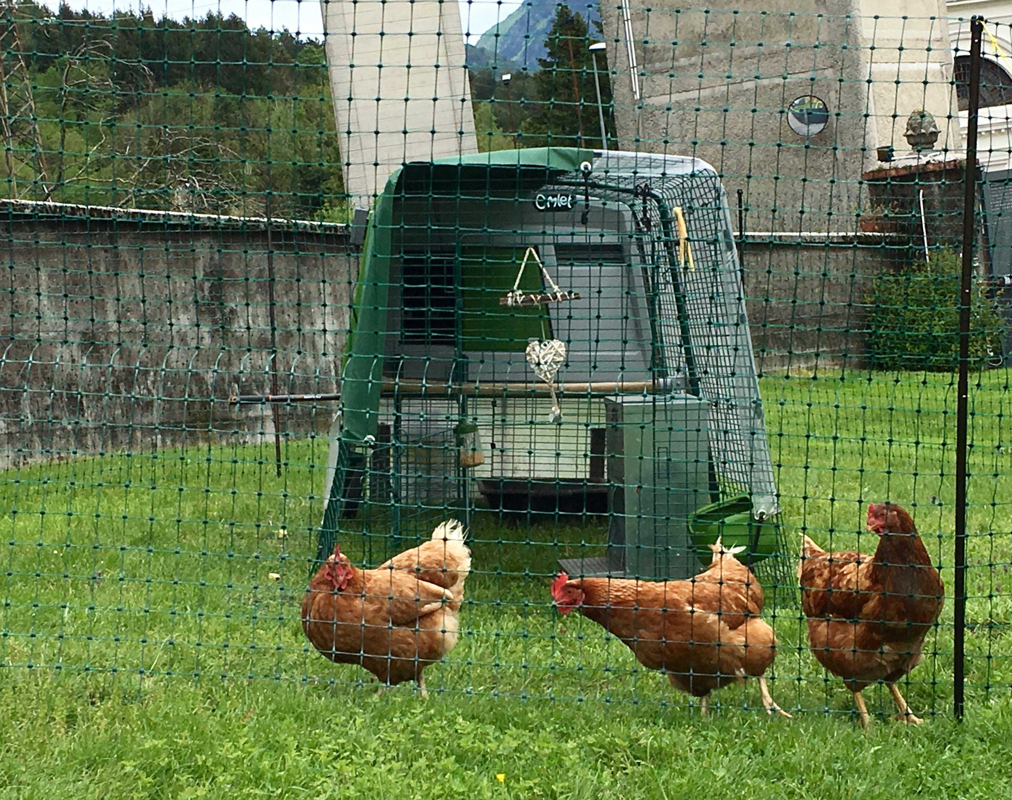 Large Chicken Coop Eglu Cube